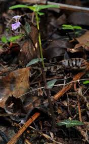 Image result for Rogiera cordata