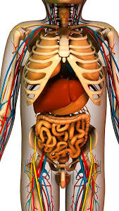 Alibaba.com offers 537 torso anatomy products. Internal Torso Anatomy Artwork Photograph By Friedrich Saurer