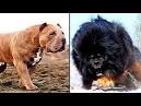 Top 25 Most Dangerous Dog Breeds in the World
