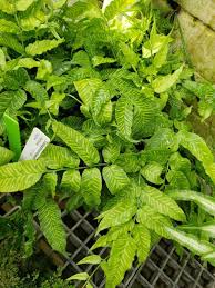 Image result for Coniogramme