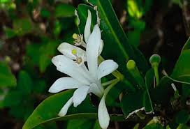 Image result for Erythroxylum platycladum