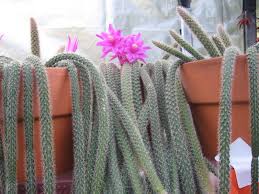 How to care for a rat tail cactus. Image Disocactus Flagelliformis Rat Tail Cactus Biolib Cz
