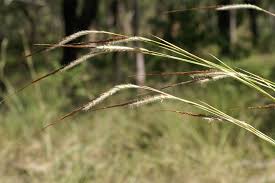 Image result for Heteropogon melanocarpus