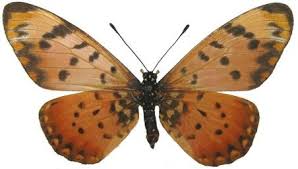 Image result for Streptopetalum serratum