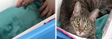 Stray and feral cats can often find it difficult to find warm and safe places to sleep, especially during the winter months. Make This Weatherproof Insulated Cat Shelter To Keep Your Cat Cozy Outdoors