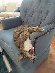 Psbattle Screaming Cat Falling Off Sofa Photoshop Battle Chaise Lounge Lounge