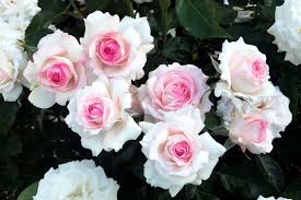 We did not find results for: Finally Something Good In 2020 A Superbloom Of Roses Los Angeles Times