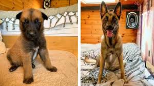 We did not find results for: Belgian Malinois Puppy To Dog Time Lapse Watch From 3 Weeks To 1 Year Youtube