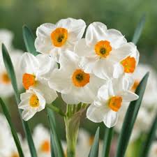 Daffodil Bulbs Tazetta Geranium In 2020 Daffodil Bulbs Geraniums Bulb Flowers