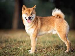 Übersetzt bedeutet „shiba inu schlicht „kleiner hund. Shiba Inu Im Rasseportrait Tieranzeigen Com