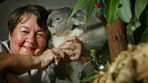 Killer disease hits Port Stephens koala population