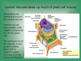 A tonoplast is actually the membrane that surrounds the large vacuole in a mature plant cell. Cell Structure Function Ppt Download