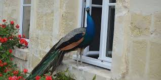 We did not find results for: Faire Part De Naissance