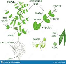 Parts Of Plant Morphology Of Pea Plant With Fruits Flowers