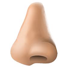 Pin By Hopeless On Alphabet Letters A Z With Pictures Flashcards Human Pictures Human Nose