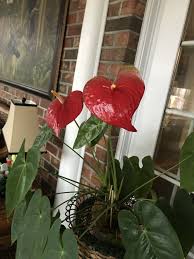 Pin On Plant Friends