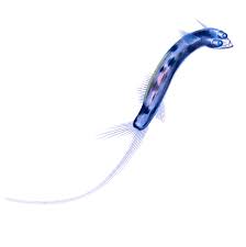 All of them have ridiculously skinny bodies, and many of them have shiny scales, too, which adds to the metallic, hatchetlike appearance. Telescopefish College Of Agricultural Sciences Oregon State University