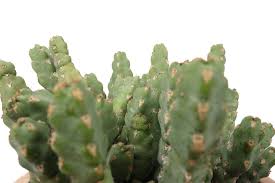 Image result for Euphorbia debilispina