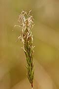 Image result for Ophrypetalum odoratum
