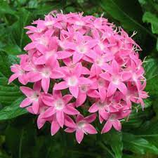 Bunga pentas berbentuk mungil dan bergerombol dengan warna terang seperti pink, ungu, krem dan putih. Tanaman Hias Bunga Pentas Shopee Indonesia