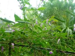 Image result for Galactia