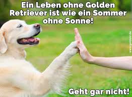 Golden Retriever Zitate Und Sprüche