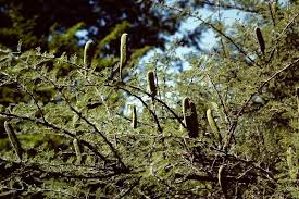 Image result for Acacia hebeclada