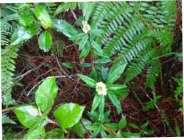 Image result for Malvaceae subfamily Grewioideae