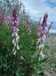 Image result for Hedysarum