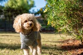 (updated) + bonus most effective deterrents buyer's guide and working tips to keep your yard choose the best rabbit repellent, and keep them away from your area. How To Keep Dogs Away From Yards