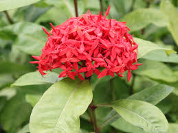 Image result for Ixora fastigiata