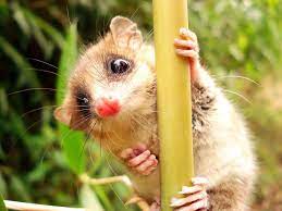 Check spelling or type a new query. Monito Del Monte Wallpapers Free Pictures On Greepx