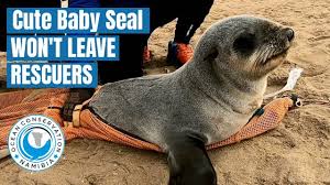 Cute Baby Seal Won T Leave His Rescuers Youtube