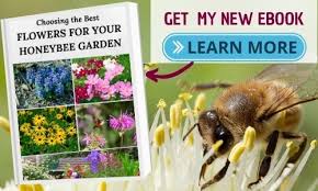 What is pollination in plants. Honey Bee Pollination Facts Carolina Honeybees