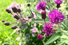 Drive-by botany: Joe Pye weed and ironweed - Gardening in Michigan