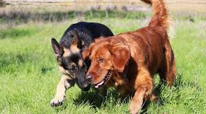 alman kurdu ve golden retriever cins karsilastirmasi ve daha fazlasi