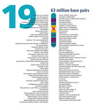 Chromosome 19 Human Genome Landmarks Poster In 2020 Human Genome Chromosome Genome