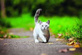 Le Munchkin Un Chat Miniature Aux Pattes Courtes Le munchkin est un chat dont l'entretien ne pose pas de difficulté particulière. chat miniature aux pattes courtes