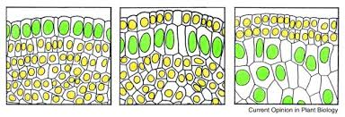 We did not find results for: Big It Up Endoreduplication And Cell Size Control In Plants Sciencedirect