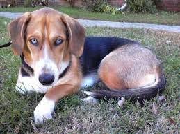 Black And White Hound Mix Dog Basset Hound Husky Mix Google Search Basset Hound Mix Unique Dog Breeds Husky Mix