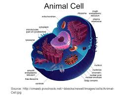 Check spelling or type a new query. 2 3 Eukaryotic Cells Draw And Label A Diagram Of The Ultrastructure Of A Liver Cell As An Example Of An Animal Cell Ppt Download