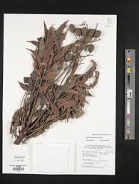 Image result for Lannea antiscorbutica