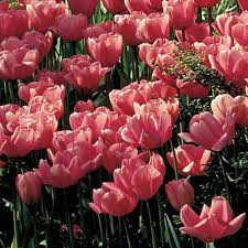 Check spelling or type a new query. White Flower Farm Pink Perennial Tulip White Flower Farm