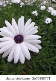 Image result for Dimorphotheca