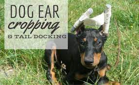Actually, it is nowhere near a natural thing for a dog to have floppy ears. Dog Ear Cropping And Tail Docking Necessary Or Inhumane Caninejournal Com