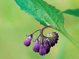 Safety and side effects of comfrey. Comfrey For Compost The Superfood For Plants Daily Mail Online