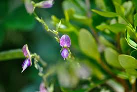 Image result for Galactia striata