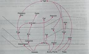 Check spelling or type a new query. Food Chain And Food Web Class 10 Our Environment