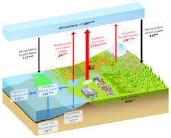 Levels Of Biological Organization From Smallest To Largest Quizlet What Is The Carbon Cycle What Is The Science Behind It United States Carbon Cycle Science Program