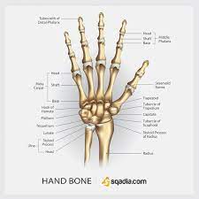 Hand Bone Hand Bone Medical Mnemonics Anatomy